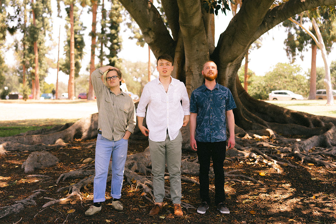 Three men look up underneath a Moreton Bay fig tree.