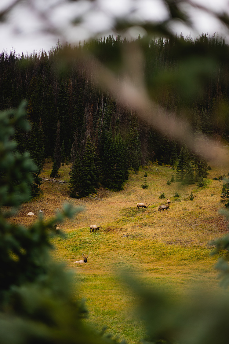 A view through the branches of a tree to see moose grazing.